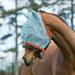 Amigo Fly Mask with Ears Pony Aqua/Orange