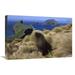 Global Gallery 16 x 24 in. Hookers Sea Lion Bull Searching for Females Hiding in Grass Auckland Islands Art Print - Tui De Roy