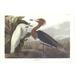 JOHN JAMES AUDUBON Purple Heron