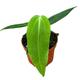 15 cm Anthurium Warocqueanum x Waterburyanum House Plant 10,5 cm Pot