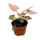 15 cm Syngonium Pink Perfection House Plant 10,5 cm Pot