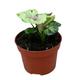 15 cm Syngonium Bob Allusion House Plant 10,5 cm Pot