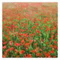 Bilderwelten Non-woven wallpaper Premium - Field of Poppies - Mural Square wallpaper wall mural photo feature 3D wallpaper wall-art wallpaper murals bedroom living room, Dimension HxW: 240cm x 240cm