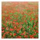 Bilderwelten Non-woven wallpaper Premium - Field of Poppies - Mural Square wallpaper wall mural photo feature 3D wallpaper wall-art wallpaper murals bedroom living room, Dimension HxW: 240cm x 240cm