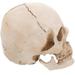 JIAHUI Simulation Resin Lifesize 1:1 Human Skull Model Medical Anatomical Tracing Teaching Skeleton Halloween Decoration Statue