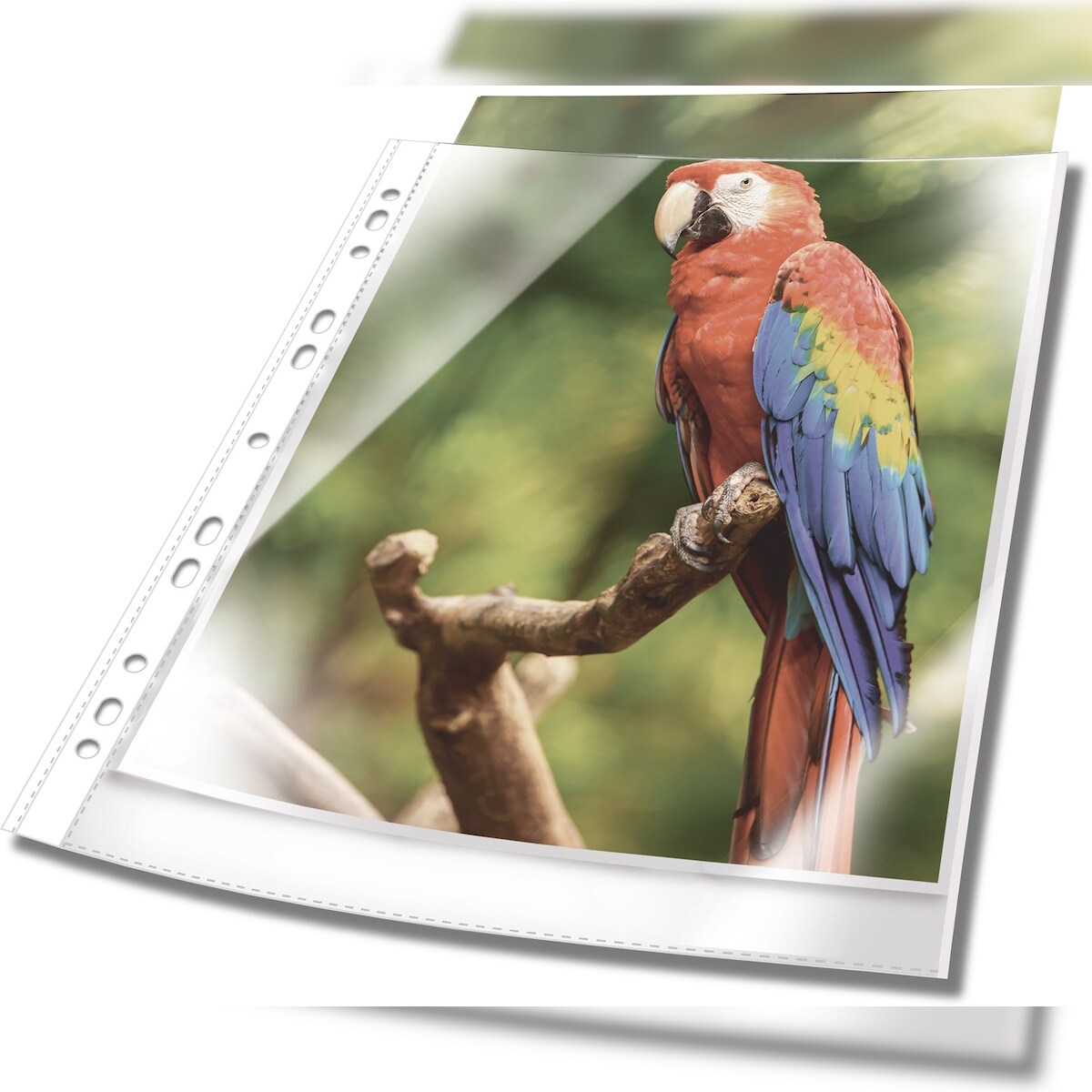 Durable Prospekthülle Premium A4 PP 80 myglasklar/weiß VE=25 Stück Image