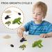 Kayannuo Christmas Clearance Toys Piece 5 Insect Figure Animal Life Cycle Plastic Brood To Mature