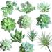 11Pcs Artificial Succulents Picks Unpotted Faux Succulent Assortment in Flocked Green in Different Type Different Size Succulents Echeveria Agave Floral Arrangement Mother Day s Gift A