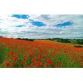 GUOHLOZ Jigsaw Puzzles 1500 Pieces for Adults jigsaw puzzles for adults 1500 Piece Puzzle Educational Games, Field, Poppy Field, A Field Of Poppies, 87x57cm