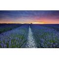 GUOHLOZ 1500 Piece Jigsaw Puzzle for Adults & Kids Age 10 Years Up, Field, Landscape, Lavender, 87x57cm