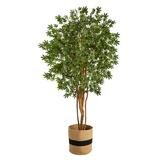 6 Japanese Maple Tree in Handmade Natural Cotton Planter