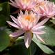 Nymphaea Colorado | Water Lily