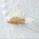 Anthropologie Holiday | Anthropologie Fancy Gold Sequin Fish Ornament Christmas Holiday | Color: Gold | Size: Os