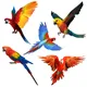 Autocollant mural perroquet coloré peint à la main décalcomanies exquises décoration pour la