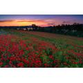 GUOHLOZ 1500 Piece Jigsaw Puzzle for Adults-Puzzles 1500 Pieces for Teenagers Gifts- Relax Puzzles Games-Brain Teaser Puzzle, Field, Spain, Poppy Field, Basque Country, 87x57cm