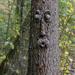 Tree Face Decor Statues Create Fairy Tale Atmosphere for Garden Durable