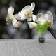 Weiße Orchidee oder traditionelles Fotowandbild | Tapete weiße Orchideen Wandbild Vlies Vlies Vlies Tapete Vlies W#221