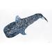 Breakwater Bay Shark Whale 2 On Canvas by Stellar Design Studio Print in Blue | 8" H x 12" W x 1.25"D | Wayfair BED09B45D18643B59519E9E4F2F7ECC2