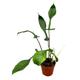 30 cm Philodendron Joepii House Plant 17 cm Pot