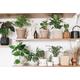 Indoor Plant Care Online Course | Wowcher