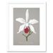 Book Page Orchid Collection Lelia Elegans Artwork Framed Wall Art Print 9X7 Inch