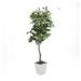 D&W Silks 6 Green Ficus Tree in White Square Metal Planter