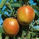Fruit Tree Apple 'Braeburn' - 7.5L
