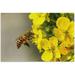 Wellsay Bee Flowers 500 Piece Jigsaw Puzzle Wall Artwork Puzzle Games for Adults Teens 20.5 L X 14.9 W