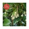 Holboellia coriacea - Vigne Bleue de Chine 3L