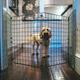 Freestanding Dog Barrier - 6 Panels 75cm-H Room/Hallway Dog Fence Divider, Folding Dog Gate, Dog Fence for Indoors, Puppy Gate, Free Standing Dog Barrier, Adjustable Dog Stopper & Secure Pet Gate