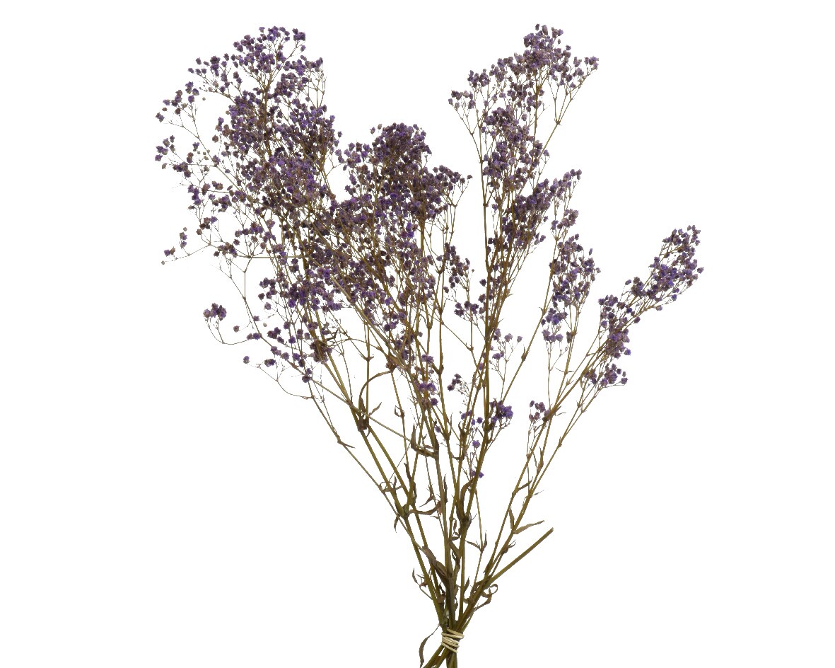 Decoris Schleierkraut 50cm Trockenblumenstrauß Trockenpflanzen getrockneter Gypsophila Image