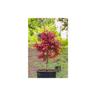 Acero rosso giapponese ""Acer palmatum Shaina"" pianta in vaso 30 cm