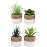 SIL - Pianta succulenta in vaso bicolore 8 x 15 cm (Set di 4)