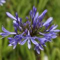 Agapanthus africanus