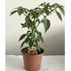 Chilli Pepper Plants - 'Apache' - 1 x Full Plant in 13cm Pot - Garden Ready + Ready to Plant - Premium Quality Plants