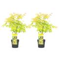 Plant in a Box Japanischer Ahorn Baum - Acer palmatum Orange Dream 2er Set Höhe 60-70cm