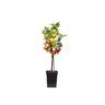 Plant in a Box Trio Apfelbaum - 3 Apfelsorten an 1 Baum Höhe 60-70cm