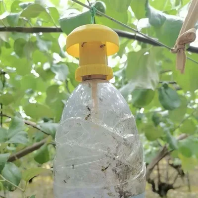 Piège à mouches des fruits et drosophiles jaunes lutte antiparasitaire pour la maison la ferme