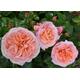 It's a Wonderful Life - Floribunda Rose - Rose of The Year 2022 - Bare Root