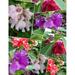 Impatiens balsamina Mixed Col | Rose Balsam | Touch-Me-Not | 10_Seeds