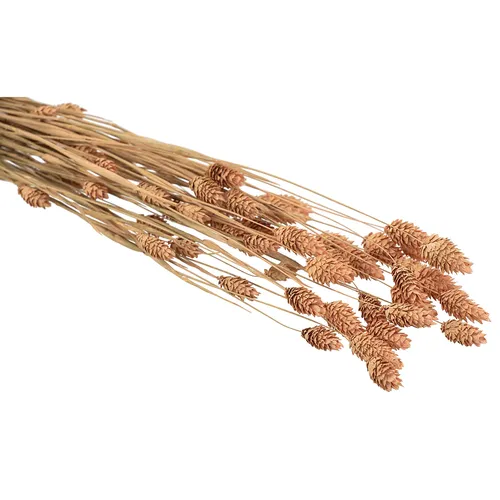 Phalaris séché véritable, saumon, 35-45 pièces