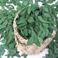 1000+ Small Preserved Real Eucalyptus Leaves 100% Natural Dried Eucalyptus Confetti Flower Girl