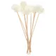 10 Pcs Perfume Diffuser Stick Sticks with Bottle Rattan Aroma Fragrance for Home Diffusers Aromatic