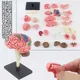 4D Disassembled Anatomical Human Brain Model Brain Arteries Model Anatomy Teaching Tool Statues