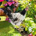 marioyuzhang Rooster & Hen Gardening Stakes Garden Decoration Fun Plug in Rooster Hen Courtyard Plug in Yard Art Garden Outdoor Decoration Plug In Black