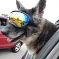 GlorySunshine Dog Sunglasses for Medium Large Dogs Uv Protection Windproof Goggles with Adjustable Strap Eyes Protection