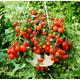 CHERRY TOMATO - BAJAJA - 40 seeds - balcony patio tomato