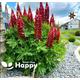 RUSSELL LUPIN the pages RED - 60 seeds - Lupinus Polyphyllus - perennial flower