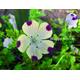Five Spot - Nemophila maculata - 300 seeds - annual landscaping flower - Dwarf flower