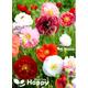 English Poppy Shirley Double Mix - 10 000 seeds Papaver rhoeas